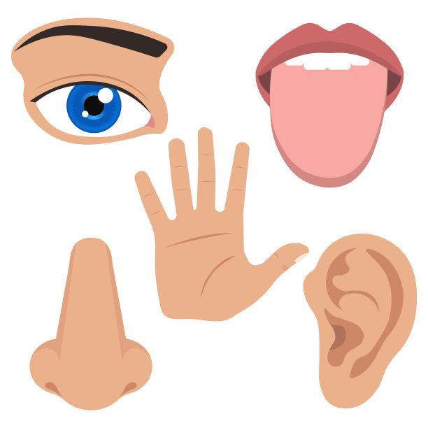 插图感觉器官图标设置平坦图片下载
