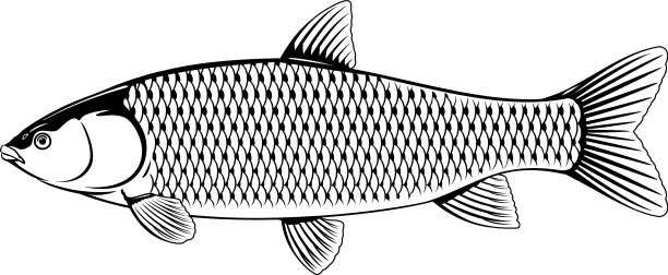 草鱼黑白相间图片下载