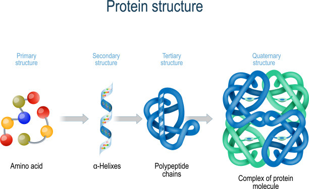 从氨基酸水平蛋白质结构图片下载