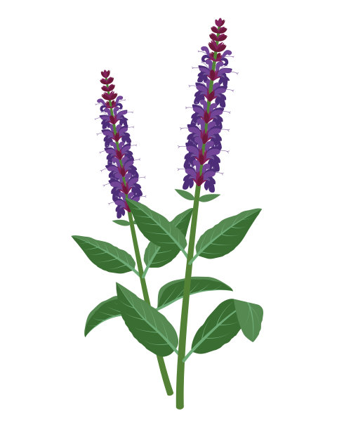 鼠尾草-治疗花医学图片下载