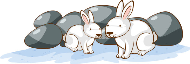 白色背景上的白兔图片下载