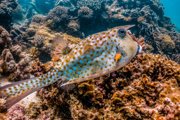 色彩斑斓的暗礁鱼游过暗礁图片下载