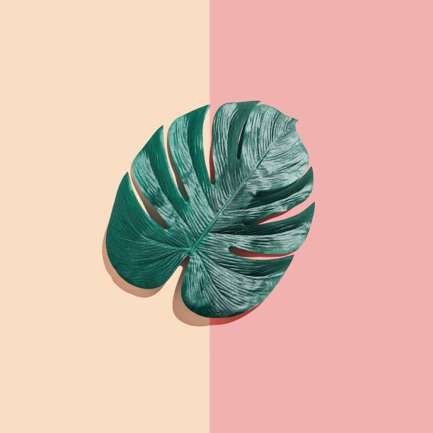 热带植物魔芋叶图片下载