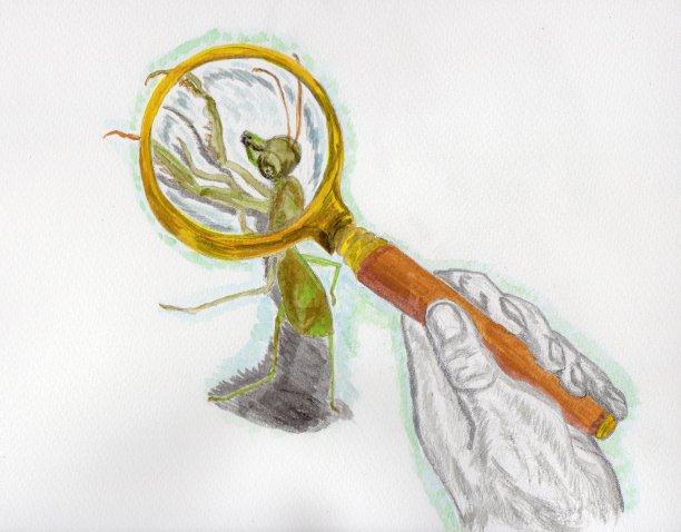 观察螳螂图片下载