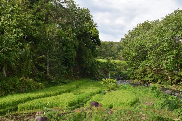 绿色梯田图片下载