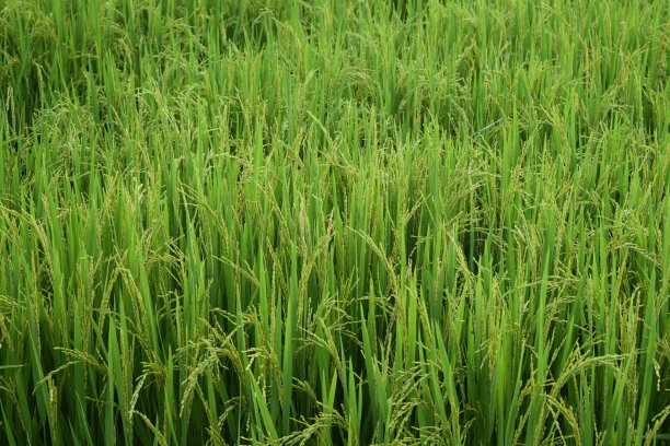 绿色的稻田图片下载
