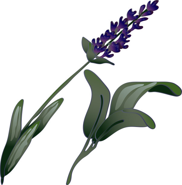 孤立风格的薰衣草花图片下载