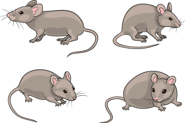 灰色的老鼠图片下载