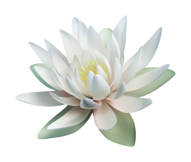 荷花孤立在白色上图片下载