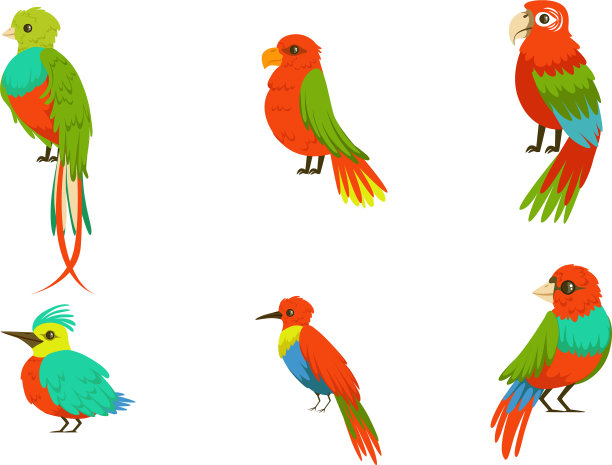 不同的鸟类有着鲜艳多彩的羽毛图片下载