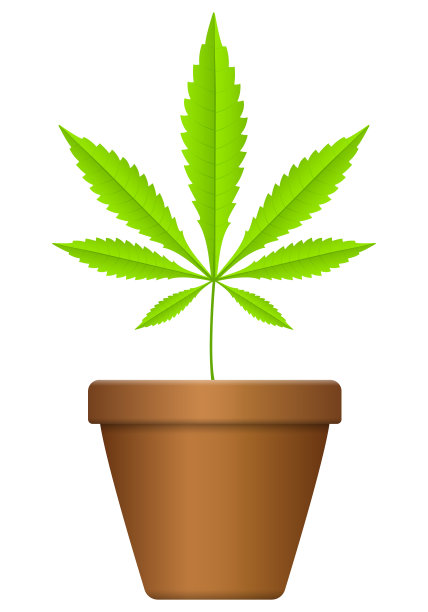 大麻叶花盆图片下载