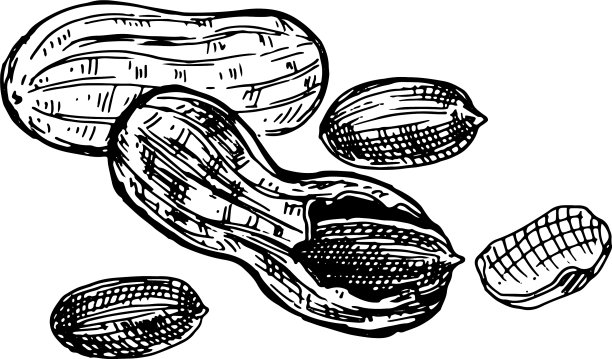 花生、坚果、壳和果仁图片下载