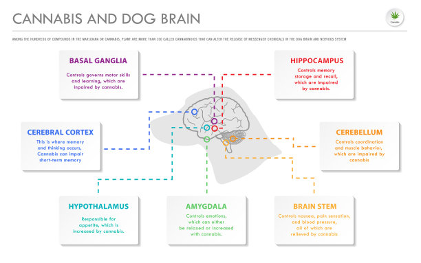 大麻和狗脑横向经营图片下载