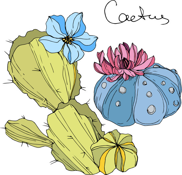 仙人掌花、植物花、绿花图片下载