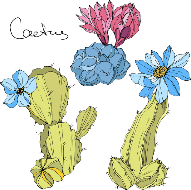 仙人掌花、植物花、绿花图片下载