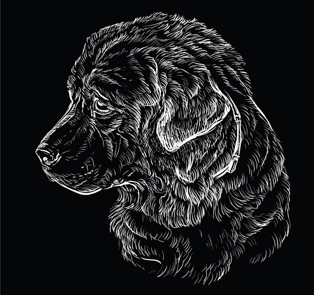 黑白种牧羊犬手画图片下载