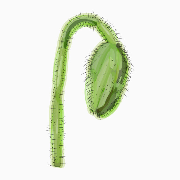 笔墨水彩罂粟花手绘图片下载