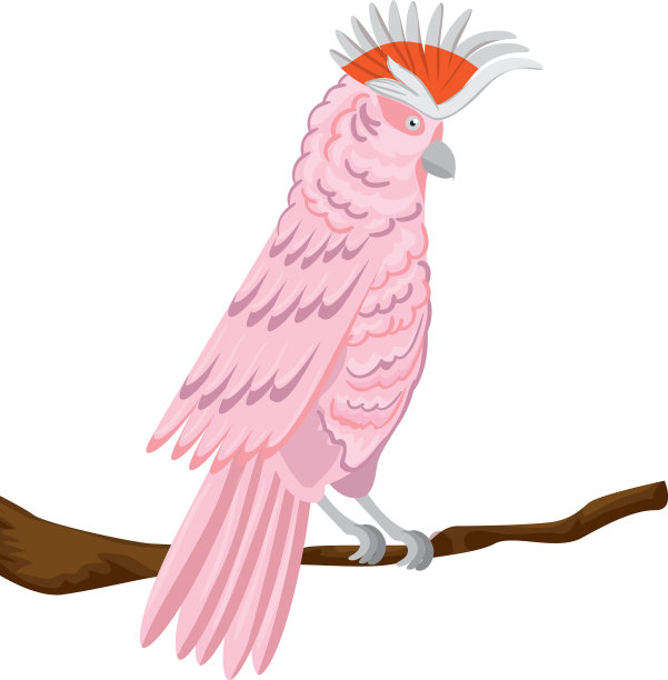 鹦鹉粉红色动物异国情调在分支孤立的图标图片下载
