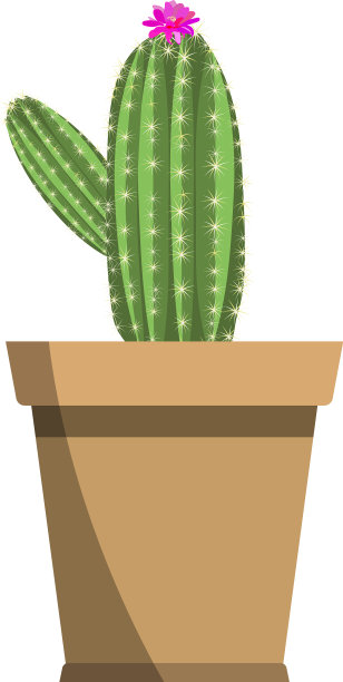 盆栽美丽的亮粉色开花仙人掌图片下载