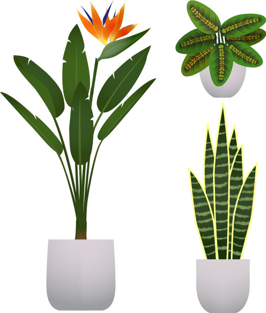 设置室内植物图片下载