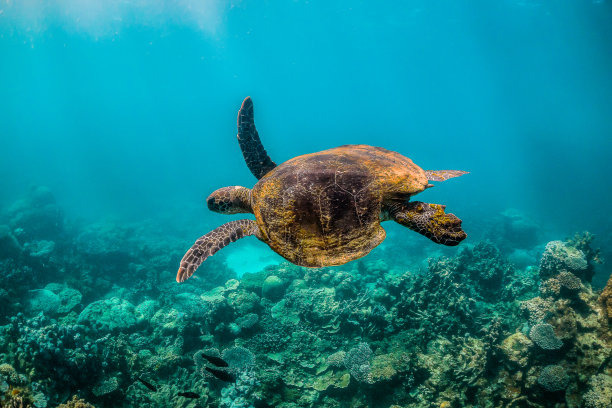 绿色海龟在野外游泳在五颜六色的珊瑚礁素材图片