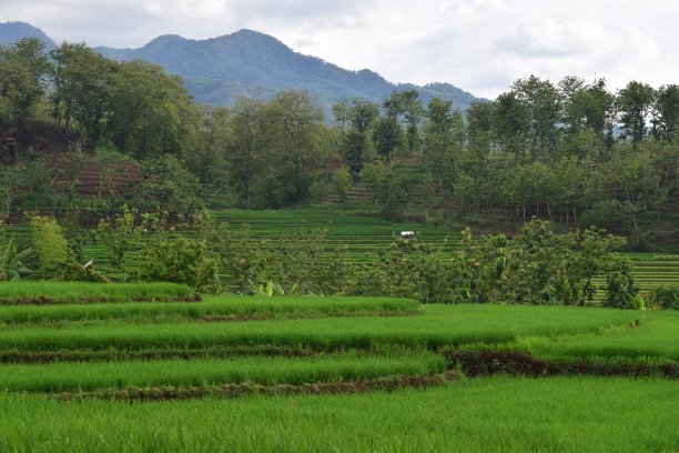 绿色梯田图片下载