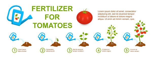 用花园喷壶中的矿物质和有机肥料浇灌番茄。又大又熟的红番茄。阶段生长的番茄植株。番茄植物，根，种子，花，叶的阶段性生命周期图片下载