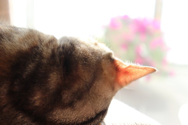 一只可爱的猫在灯下睡觉。图片下载