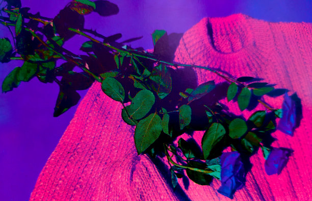 蓝色玫瑰图片下载