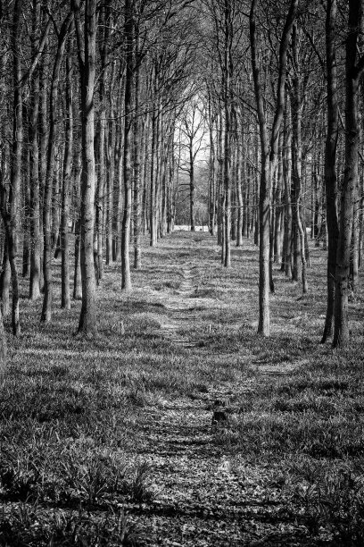 英国山毛榉林中的早春图片下载