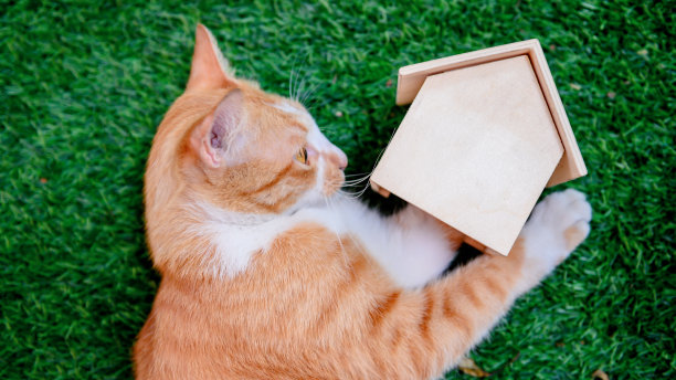 猫和木屋。2019冠状病毒病期间自我隔离和居家。可爱的宠物在花园里玩玩具。呆在家里，保持安全和社会距离的概念。图片下载