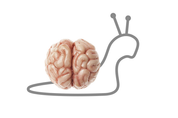 缓慢的人脑-蜗牛孤立在一个白色的背景。又笨又慢又难学图片下载