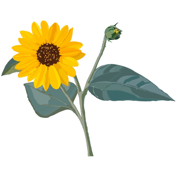 带芽的黄色向日葵花图片下载
