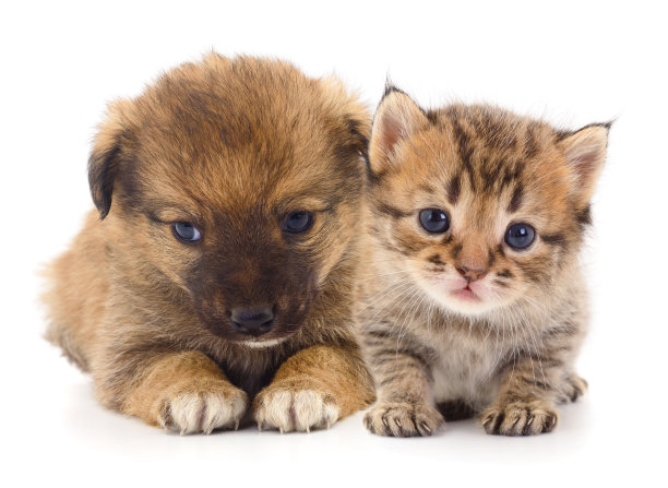 小狗和小猫宝宝。图片下载