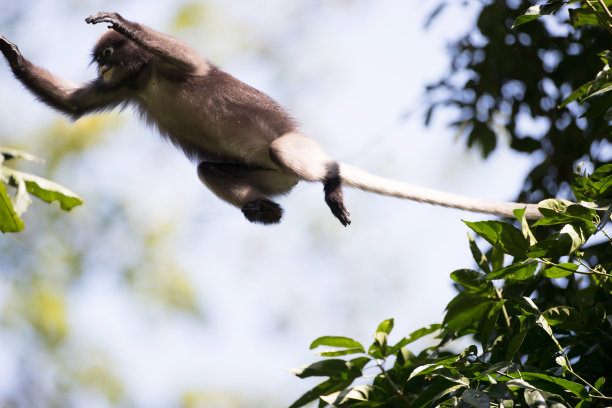 成年暗叶猴、眼镜叶猴或眼镜叶猴(暗叶猴)图片下载