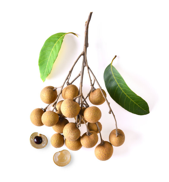 白底龙眼甜果图片下载