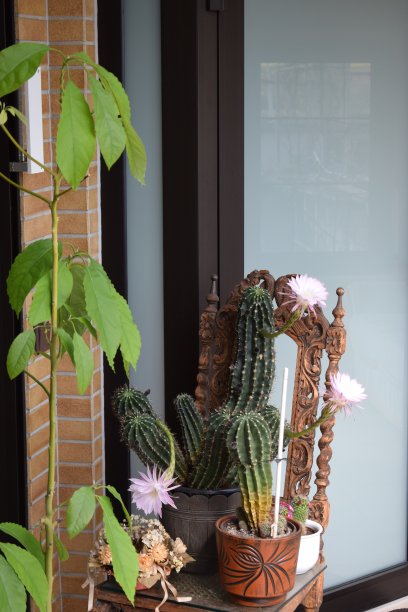 巨大的仙人掌开花，桔梗图片下载