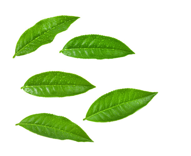白色背景上的茶叶图片下载