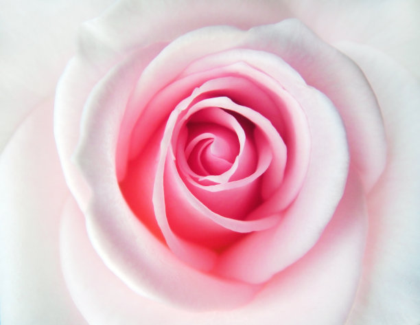 婴儿粉红玫瑰图片下载