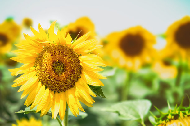 向日葵图片下载