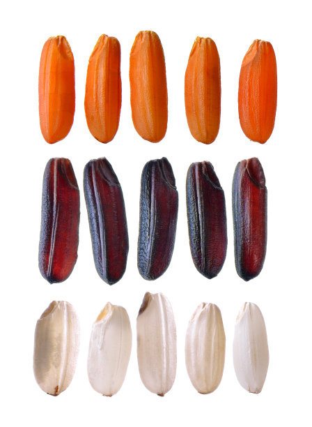 白底大米图片下载