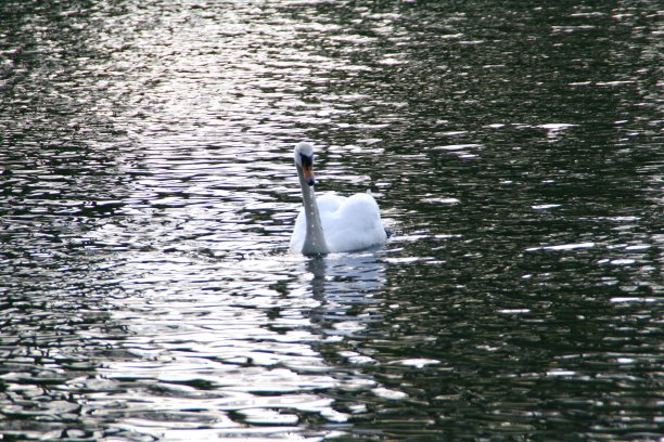 白天鹅在池塘里游泳图片下载
