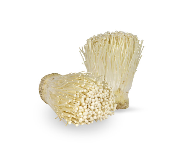 一束束白色的金针菇在日语中称为Enokitake，孤立的模切在白色的背景和裁剪路径上图片下载