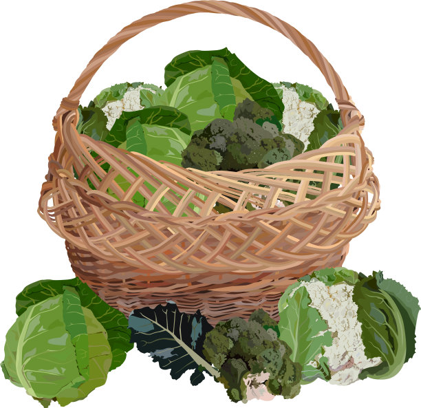 柳条篮子里装满了新鲜卷心菜图片下载