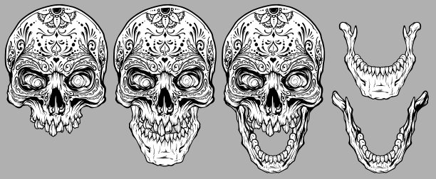 详细的图形白色人类头骨和颌骨设置图片下载