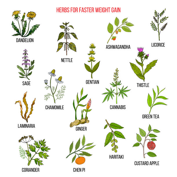 最好的草药，快速增加体重图片下载