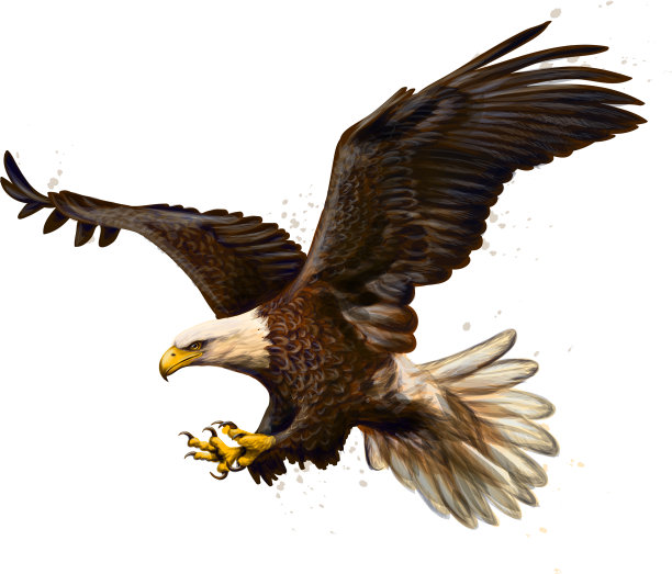 一只秃鹰的肖像从飞溅图片下载