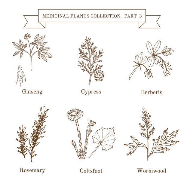 古董收集的手绘草药和图片下载