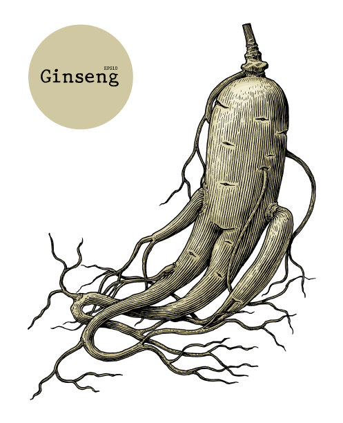 人参手绘古医版画图片下载