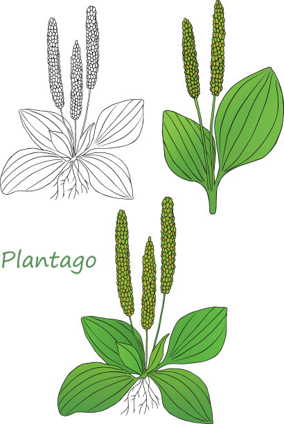 绿色plantago图片下载
